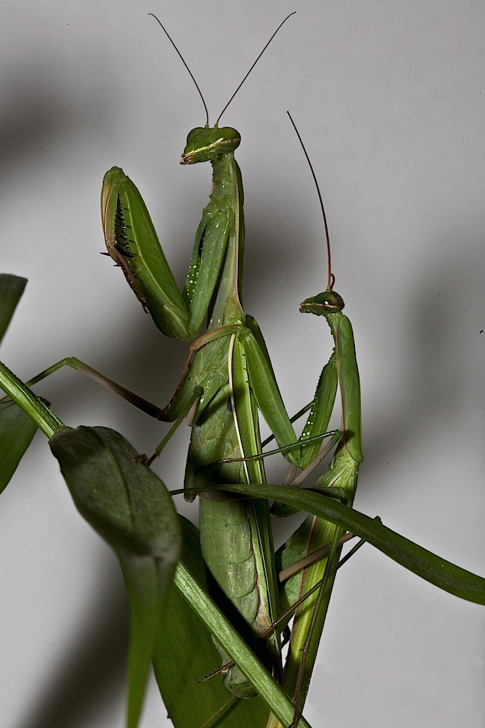 Praying_Mantis_Mating_European-35.jpg